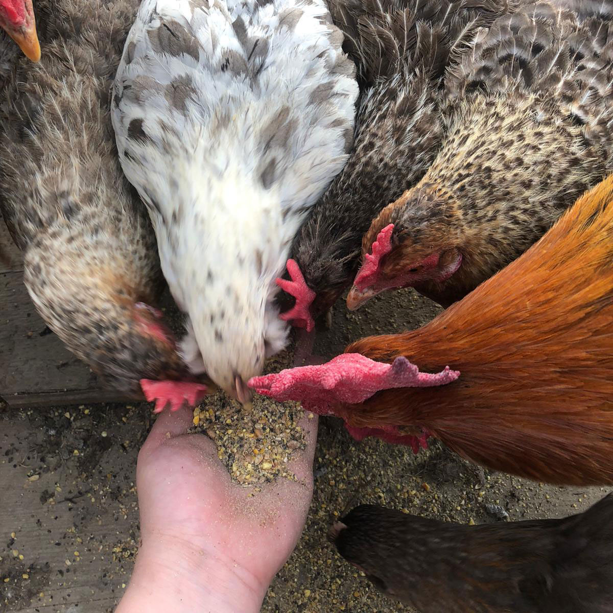 MEHLMIX_OREGANO_5_KG_7002_750_HUHN
