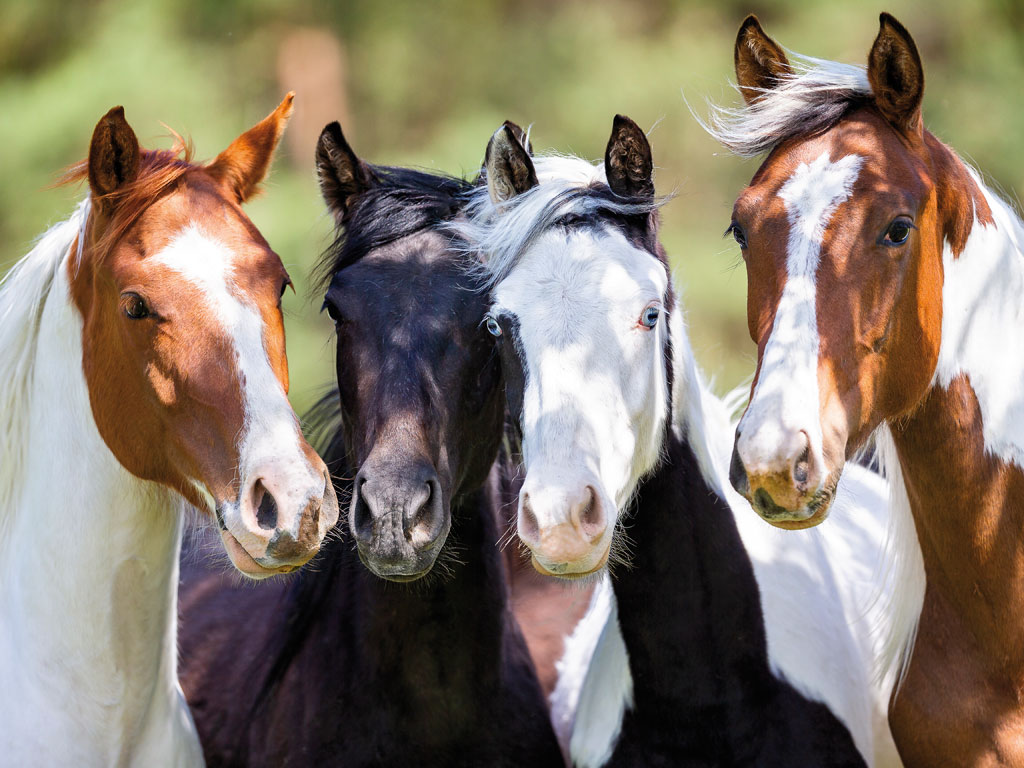 paint_horses4194b