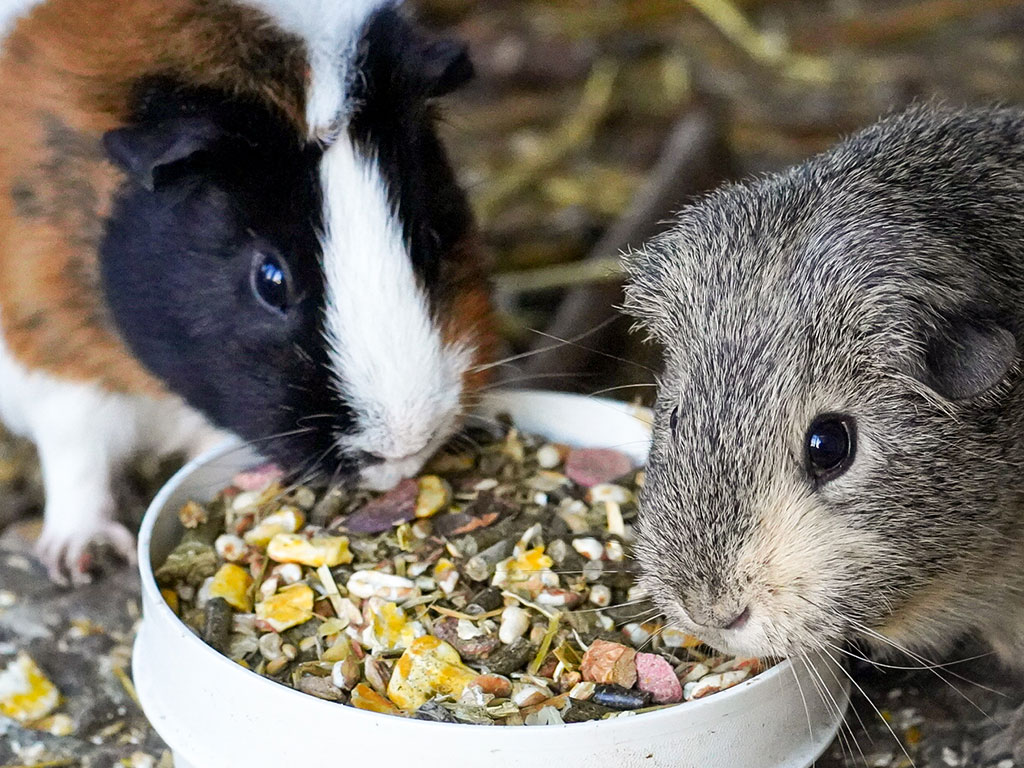 Meerschweinchenfutter1