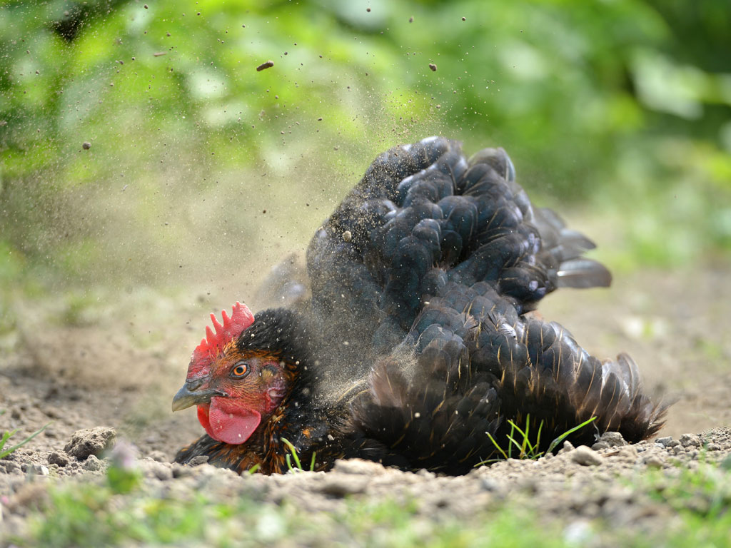 shutterstock_436034953