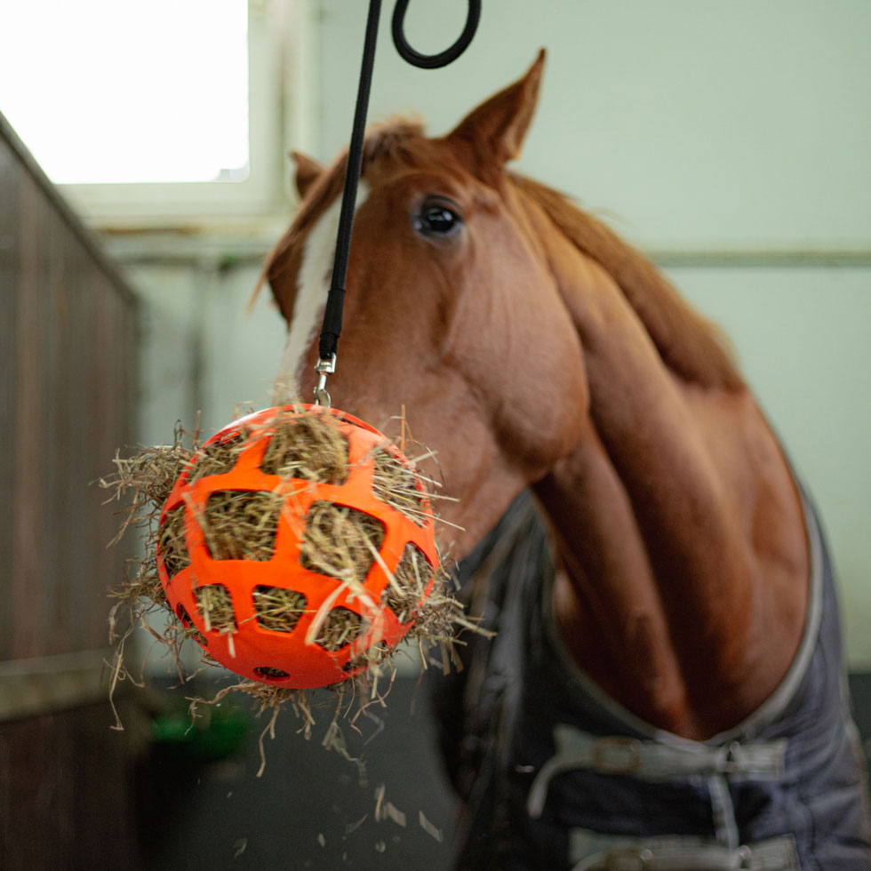 9995-142_HAY_SLOW_FEEDER_ORANGE_UMGEBUNG2