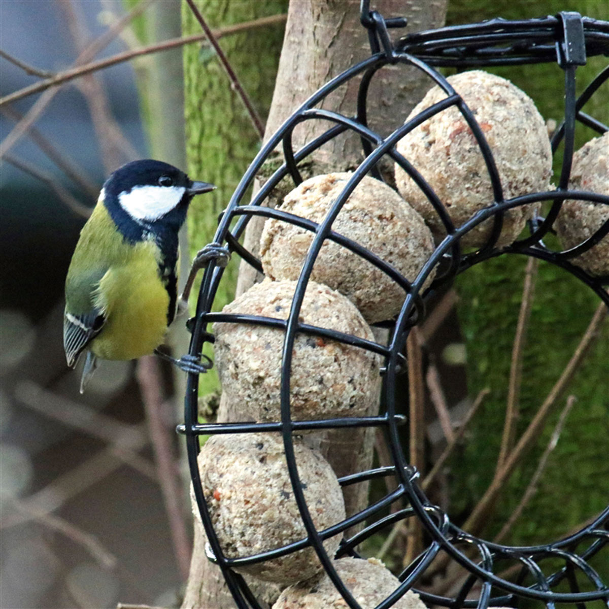 9995_123_SCHWEGLER_FUTERRING_MEISENKNOEDEL_NATUR