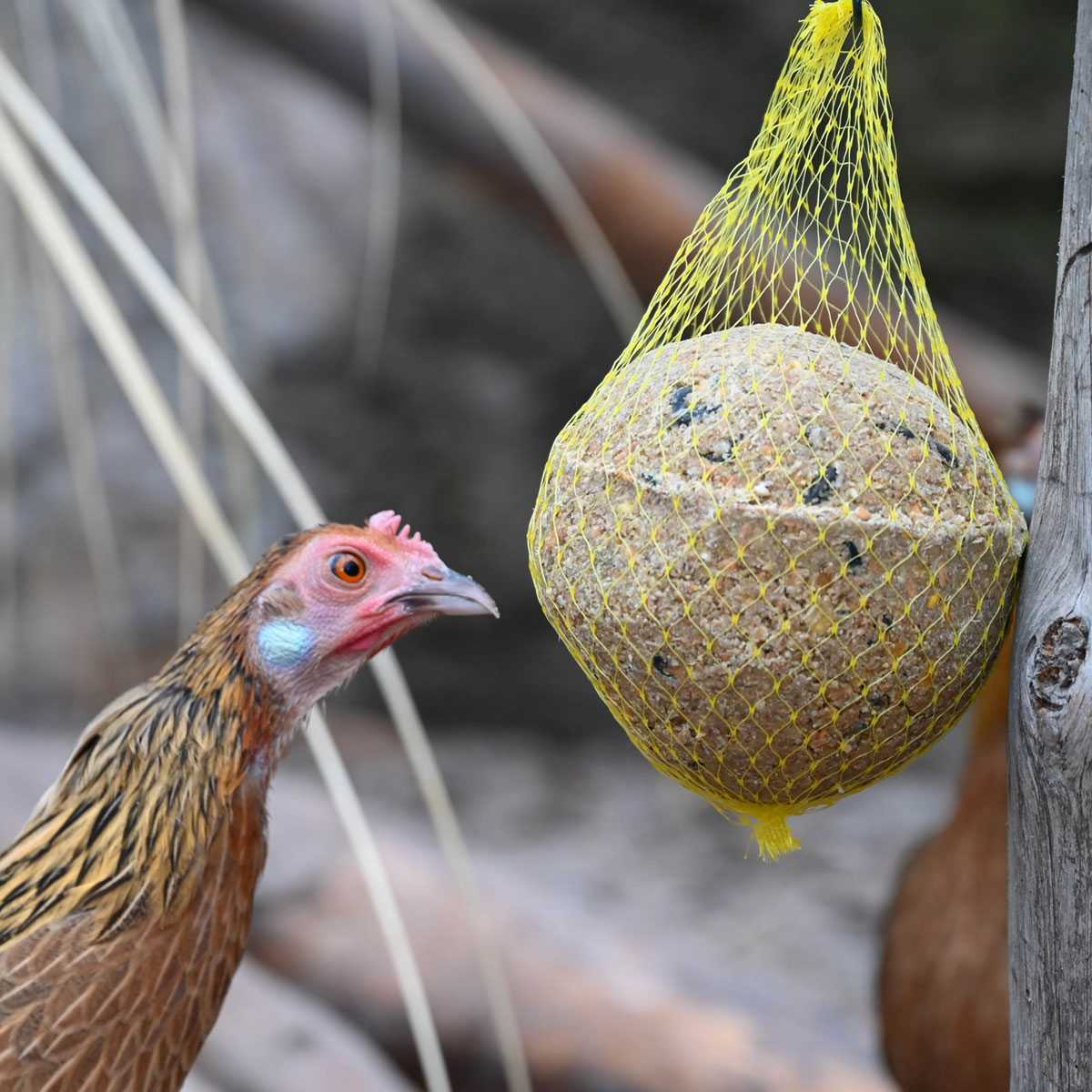 7005-006-EGGERSMANN-KOERNERPICK-HUEHNER-KUGEL-XXL-IM-NETZ-6S
