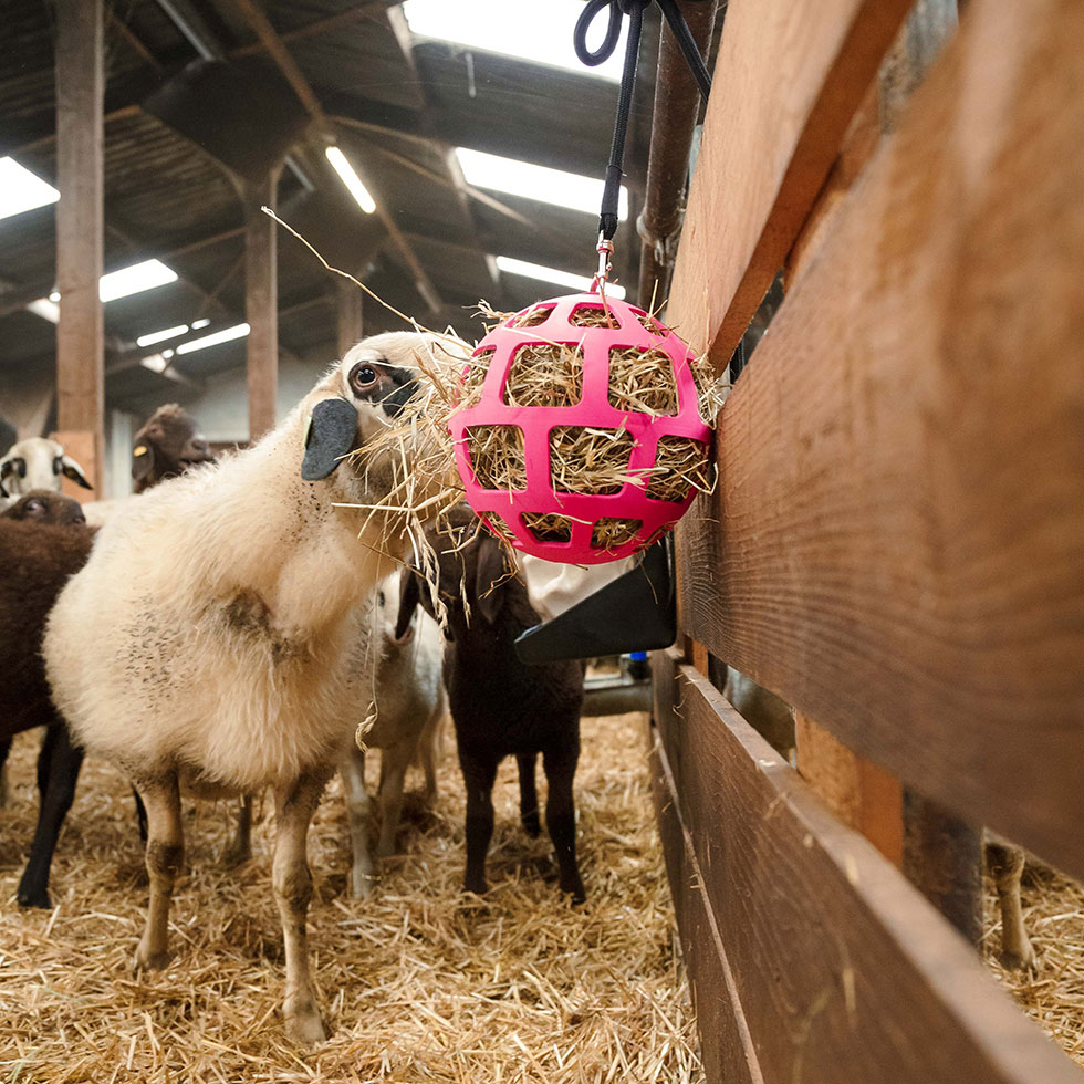9995-143_HAY_SLOW_FEEDER_ROSA_UMGEBUNG1