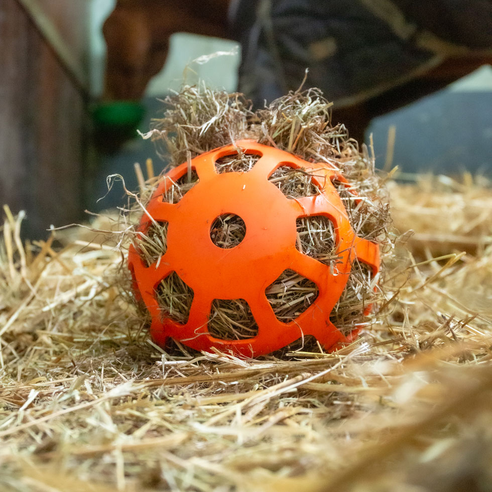 9995-142_HAY_SLOW_FEEDER_ORANGE_UMGEBUNG1