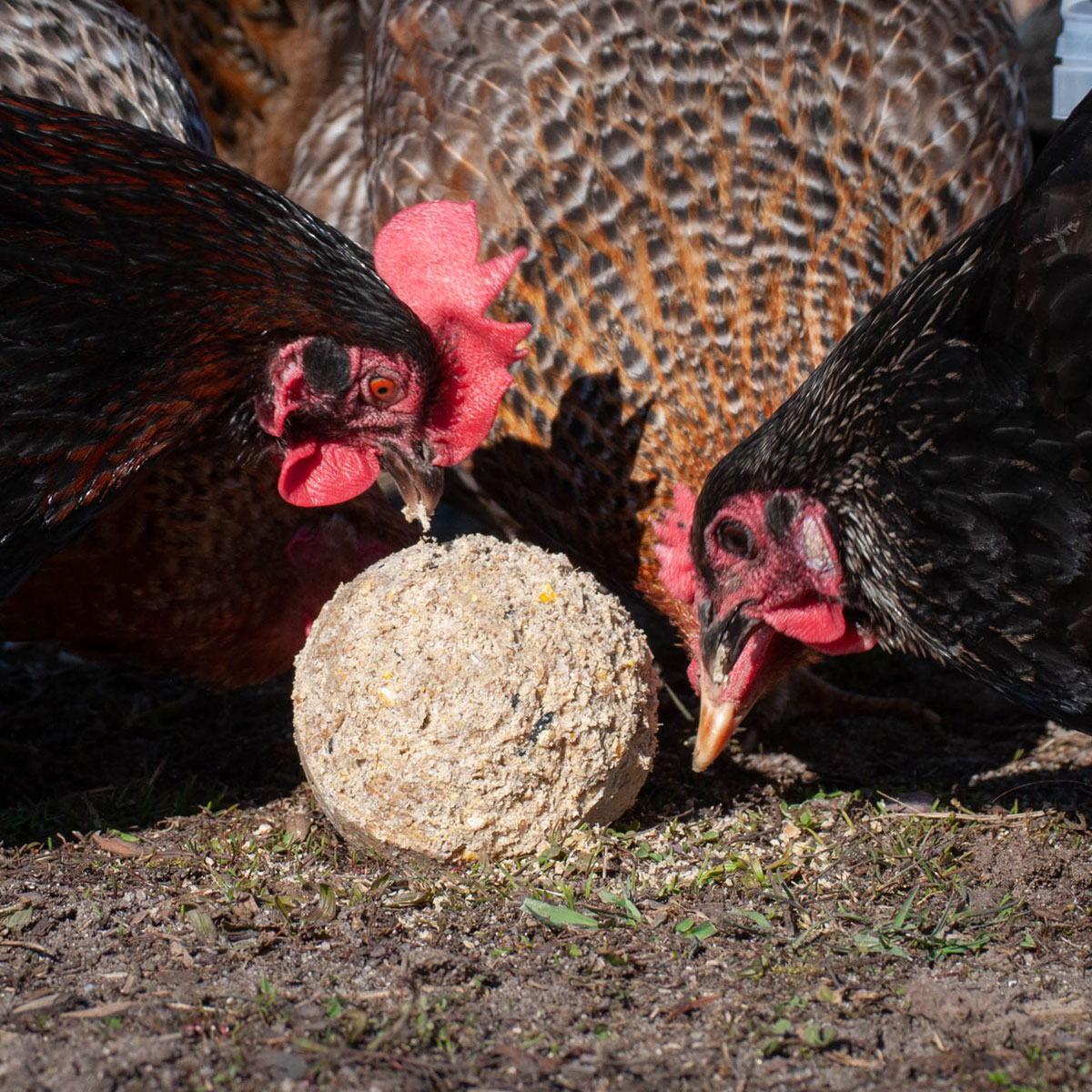 7005-007-EGGERSMANN-KOERNERPICK-HUEHNER-KUGEL-XXL-OHNE-NETZ-
