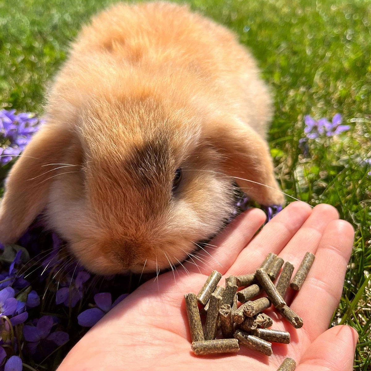 UNCLE_PET_KANINCHEN_PELLETS