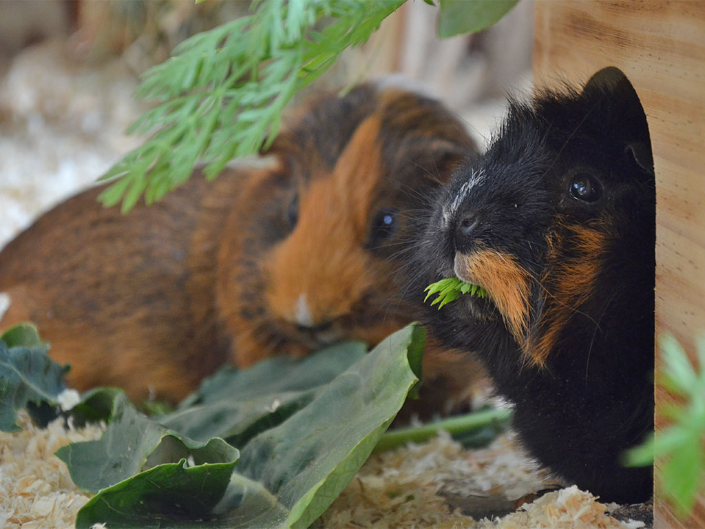 Meerschweinchenfutter2