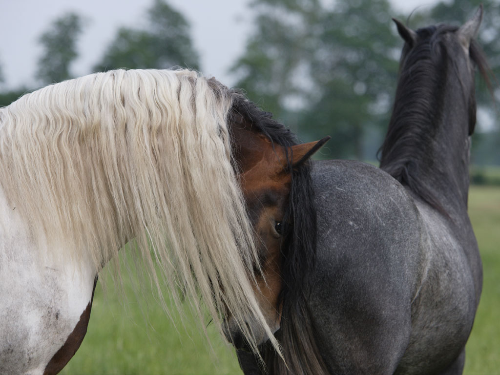 hengsthof_wummegrund_607137