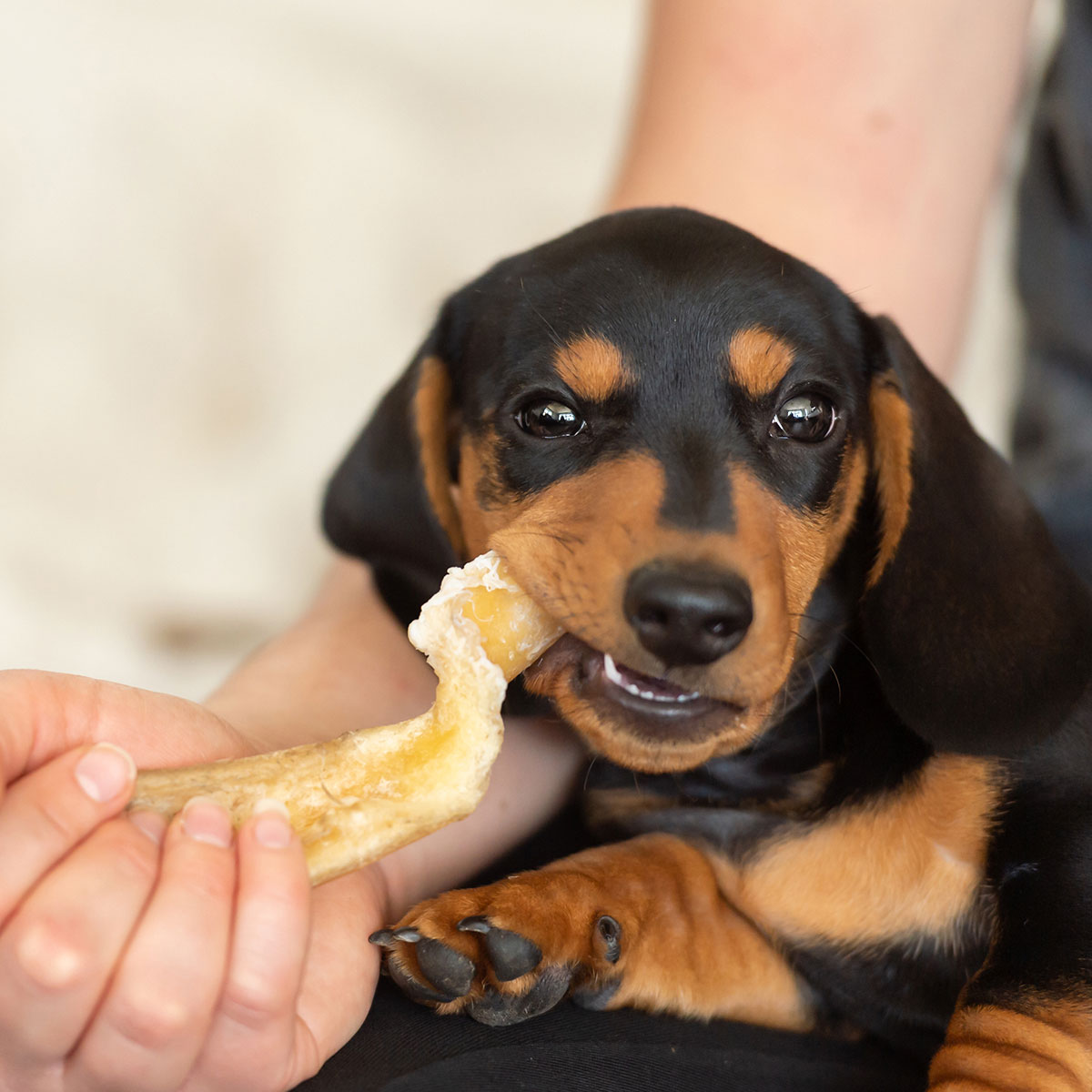 CARNEBELLO_ HUNDE_KAUSNACK_LAMM_RINDER_OHREN_MOOD