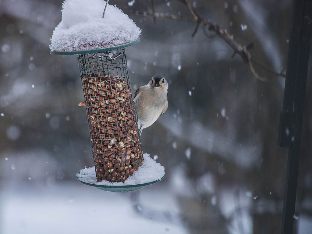 Winterfuetterung