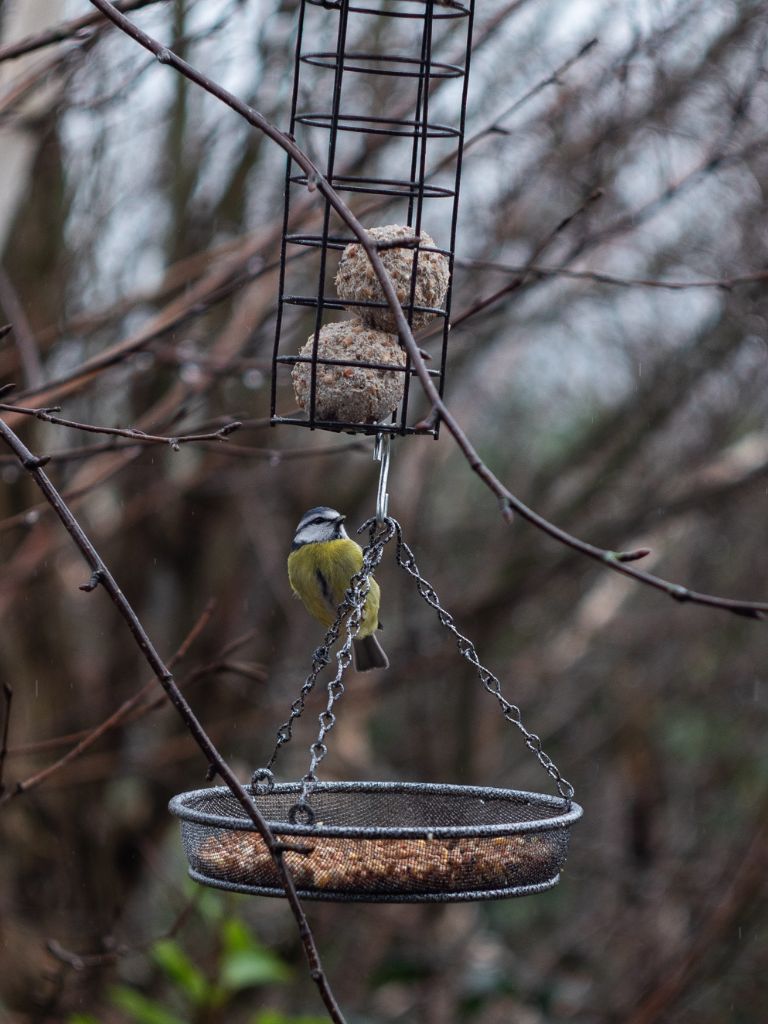 Vogel-an-Futterstelle